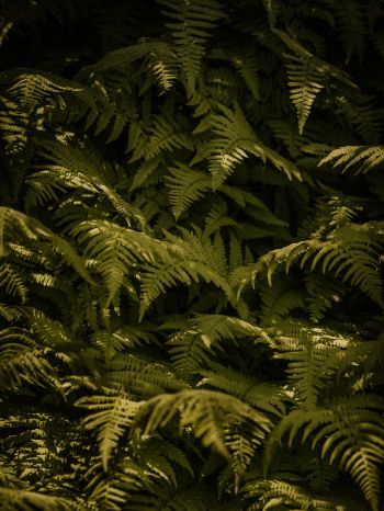 fern, green Wallpaper 1668x2224
