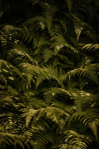 fern, green Wallpaper 640x960