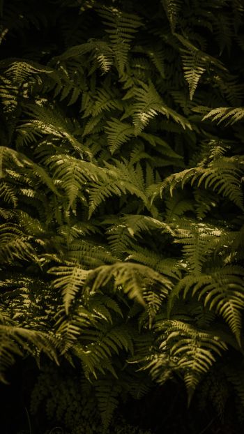 fern, green Wallpaper 2160x3840