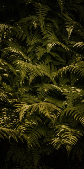 fern, green Wallpaper 720x1440