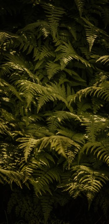 fern, green Wallpaper 1440x2960