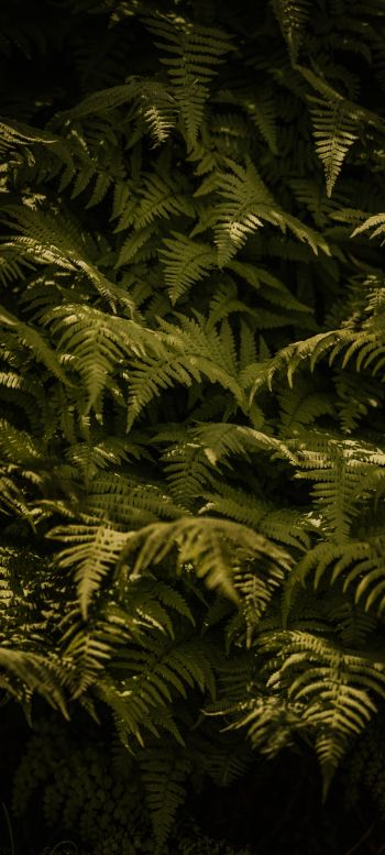 fern, green Wallpaper 1080x2400