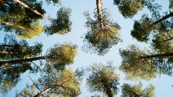 Tervete, Latvia, forest, sky Wallpaper 1600x900