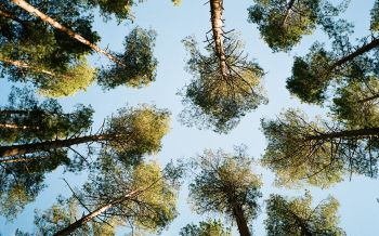 Tervete, Latvia, forest, sky Wallpaper 2560x1600