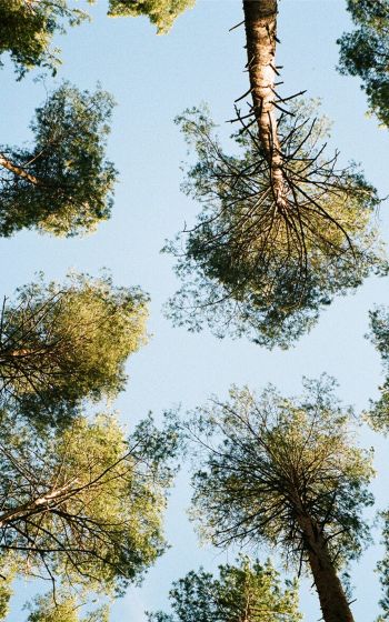Tervete, Latvia, forest, sky Wallpaper 1200x1920