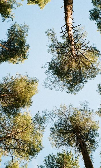 Tervete, Latvia, forest, sky Wallpaper 1200x2000