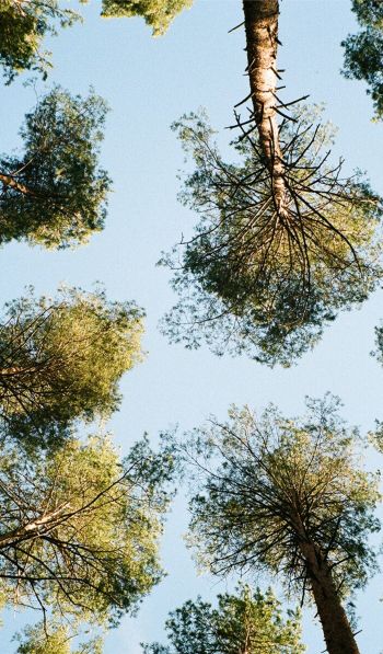 Tervete, Latvia, forest, sky Wallpaper 600x1024