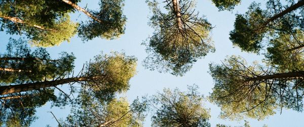 Tervete, Latvia, forest, sky Wallpaper 3440x1440