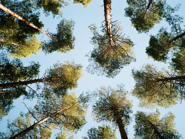 Tervete, Latvia, forest, sky Wallpaper 1024x768