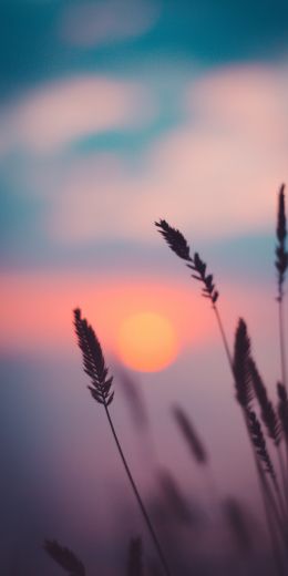 dawn, grass, sunlight Wallpaper 720x1440