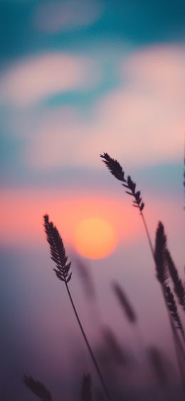 dawn, grass, sunlight Wallpaper 1080x2340