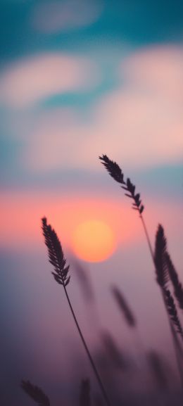 dawn, grass, sunlight Wallpaper 1080x2400