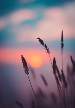 dawn, grass, sunlight Wallpaper 1668x2388