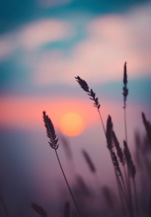 dawn, grass, sunlight Wallpaper 1640x2360