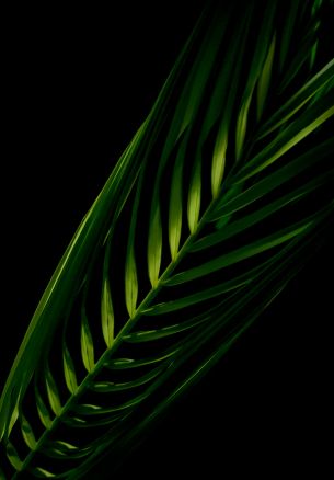 green, black Wallpaper 1640x2360