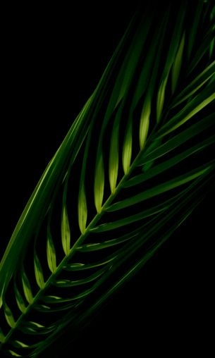 green, black Wallpaper 1200x2000