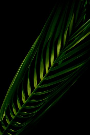 green, black Wallpaper 640x960