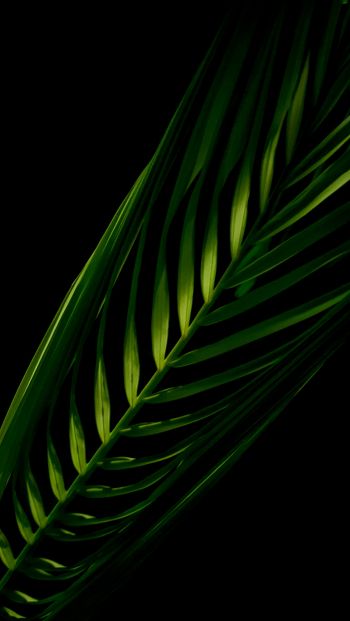 green, black Wallpaper 640x1136