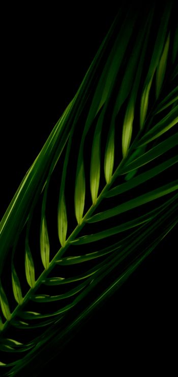 green, black Wallpaper 720x1520