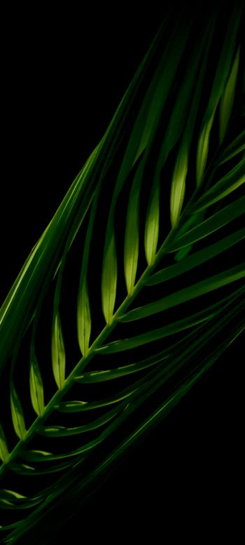 green, black Wallpaper 1080x2400