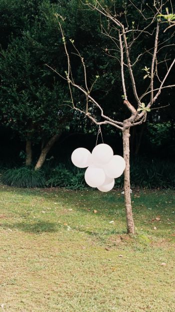 tree with balloons Wallpaper 640x1136
