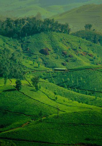 landscape, green, hills Wallpaper 1668x2388