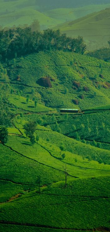 landscape, green, hills Wallpaper 1440x3040