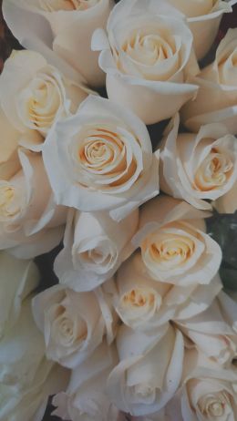 Обои 1440x2560 белые розы, букет, белый