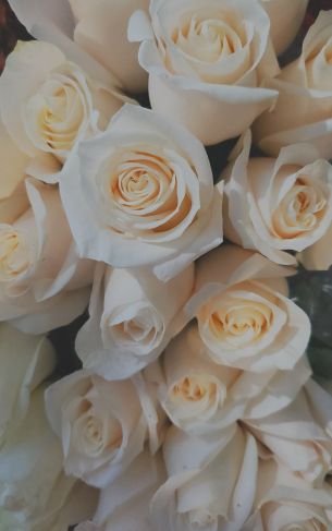 white roses, bouquet, white Wallpaper 1752x2800