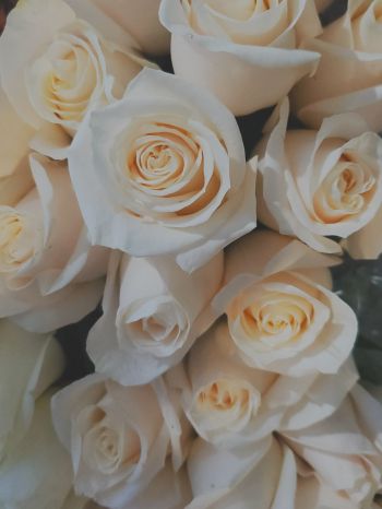 Обои 1620x2160 белые розы, букет, белый