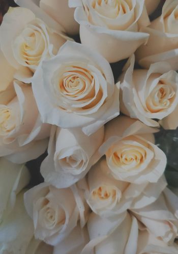 Обои 1668x2388 белые розы, букет, белый