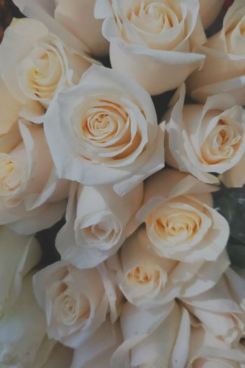 Обои 640x960 белые розы, букет, белый