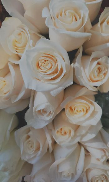 Обои 1200x2000 белые розы, букет, белый