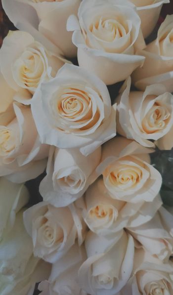 Обои 600x1024 белые розы, букет, белый