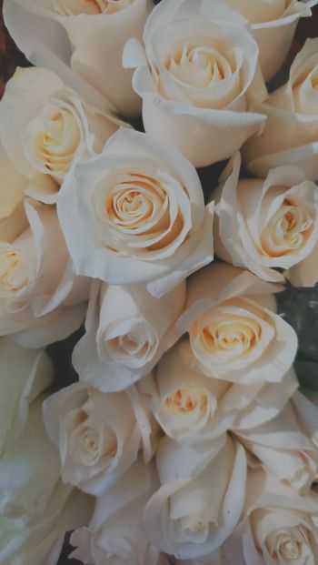 Обои 640x1136 белые розы, букет, белый
