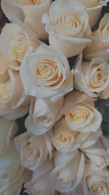 Обои 1080x1920 белые розы, букет, белый