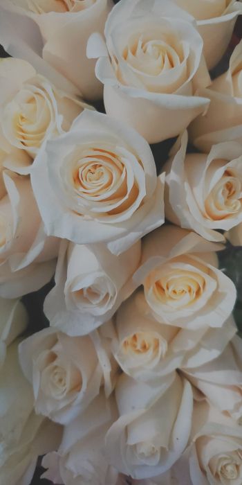 Обои 720x1440 белые розы, букет, белый