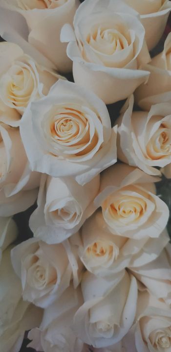 Обои 1080x2220 белые розы, букет, белый