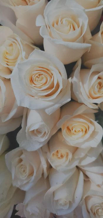 Обои 1440x3040 белые розы, букет, белый