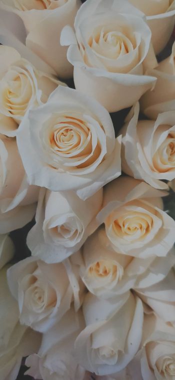 Обои 828x1792 белые розы, букет, белый