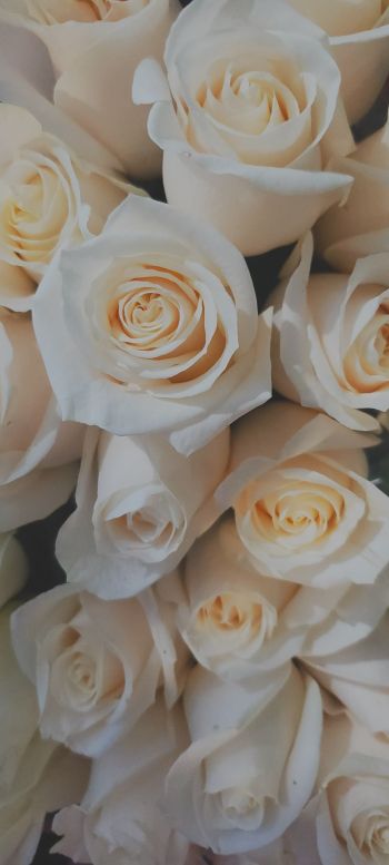 white roses, bouquet, white Wallpaper 1440x3200