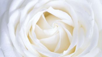 Обои 2048x1152 белая роза, лепестки, белый