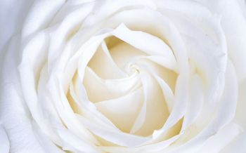 Обои 1920x1200 белая роза, лепестки, белый