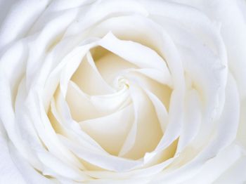 Обои 800x600 белая роза, лепестки, белый