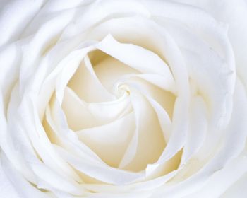 Обои 1280x1024 белая роза, лепестки, белый