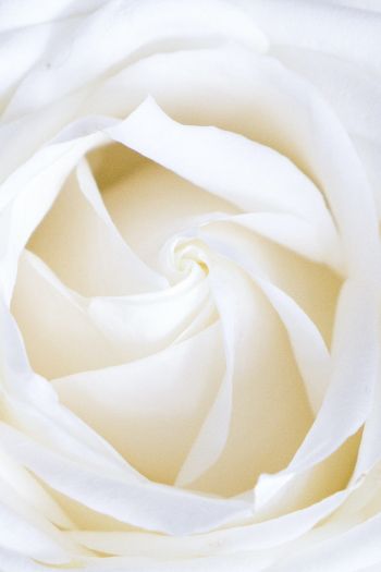 Обои 640x960 белая роза, лепестки, белый