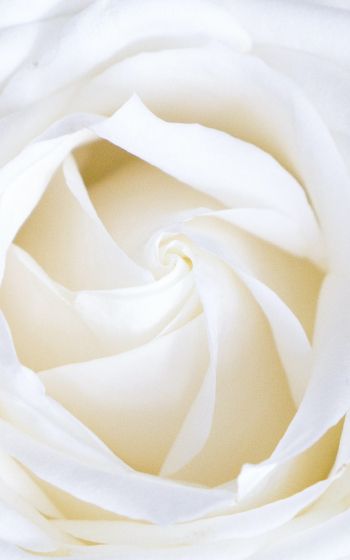 Обои 800x1280 белая роза, лепестки, белый