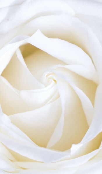 Обои 600x1024 белая роза, лепестки, белый