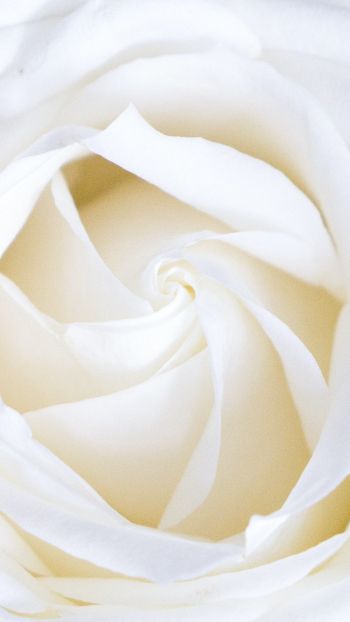 Обои 750x1334 белая роза, лепестки, белый