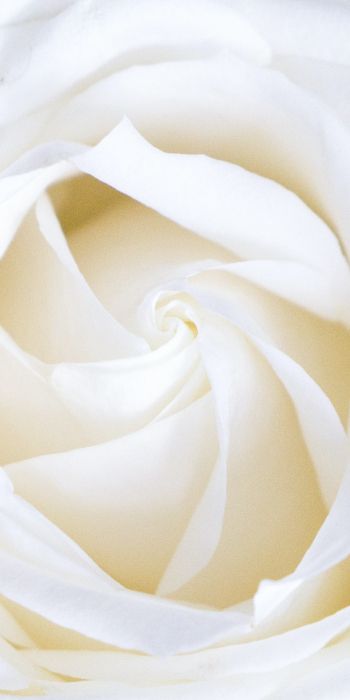 Обои 720x1440 белая роза, лепестки, белый